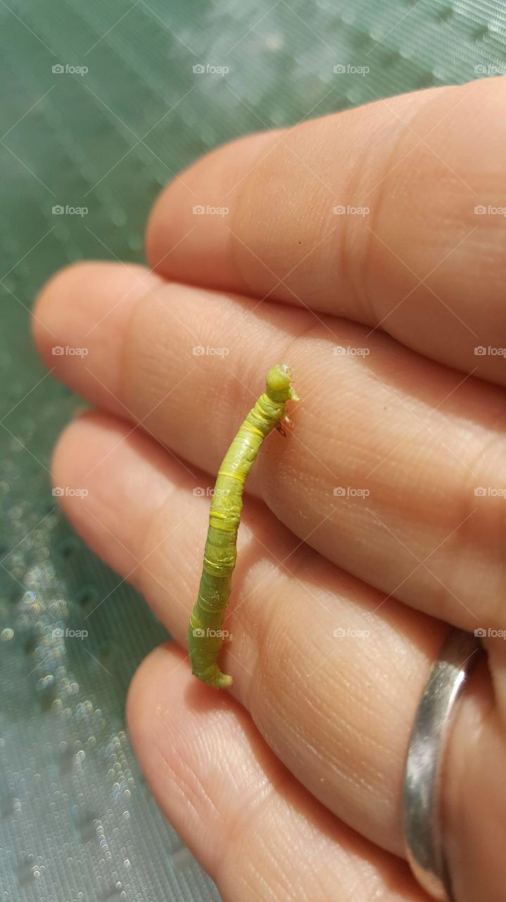 inchworm