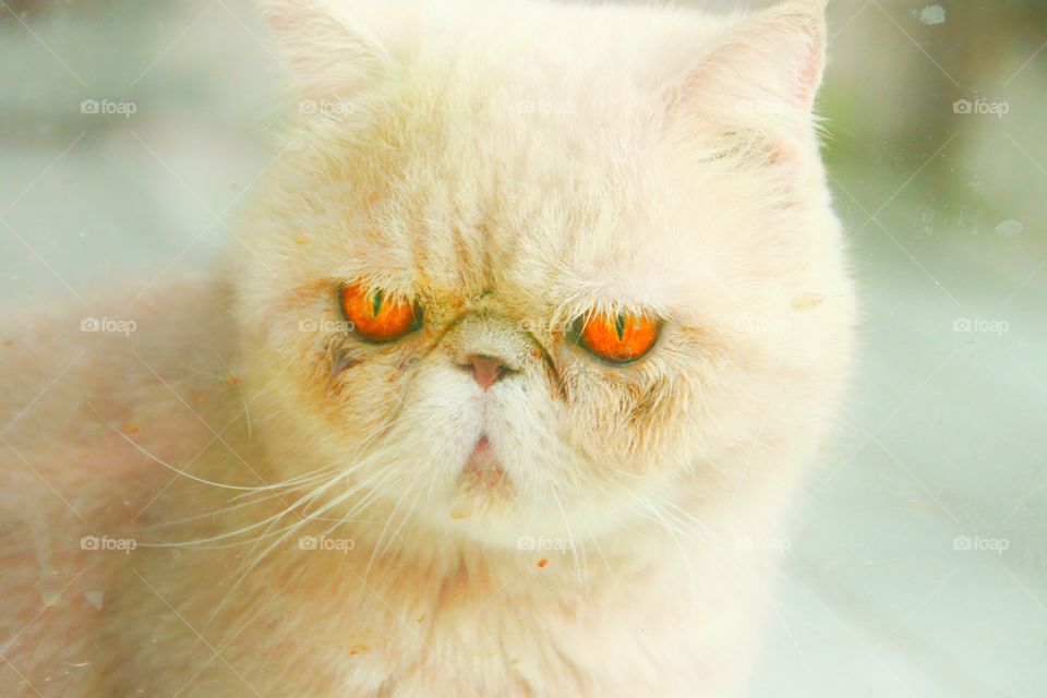 Brown cat, fluffy hair, beautiful  With pronounced orange eyes  Was sitting by the window looking out.