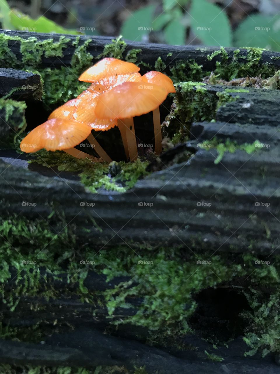 Tiny little orange mushrooms growing on a log. 
