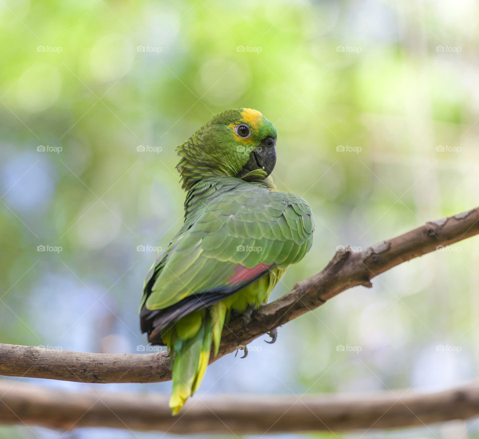 Beautiful parrot on a tree branch