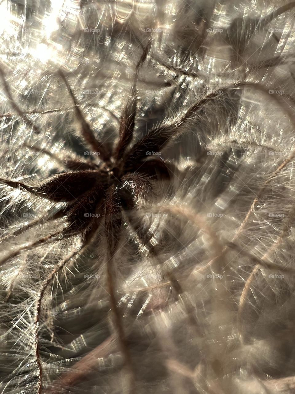 Dandelion