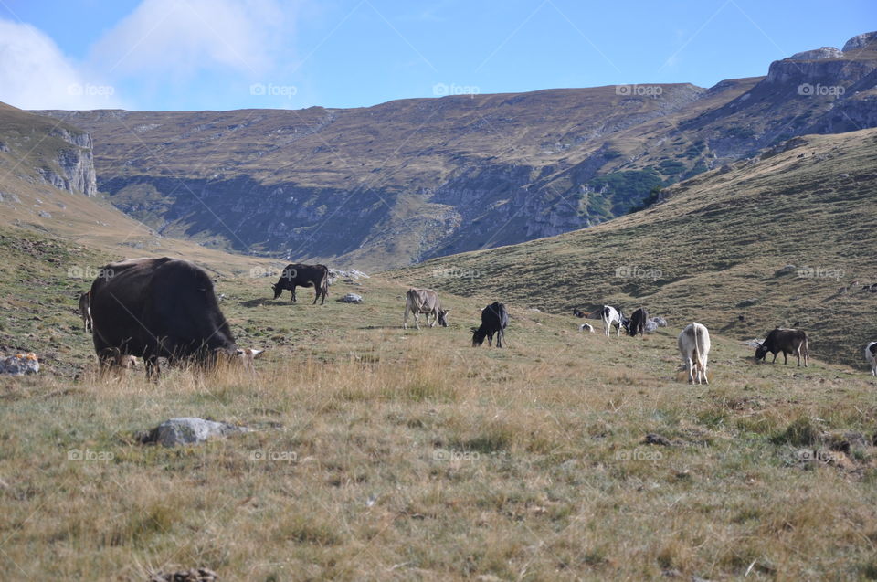 Cattle, No Person, Mammal, Livestock, Grassland