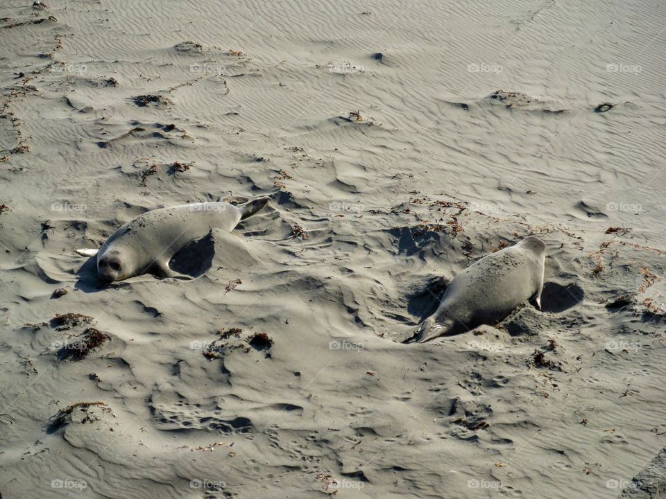 Baby elephant seal rookery