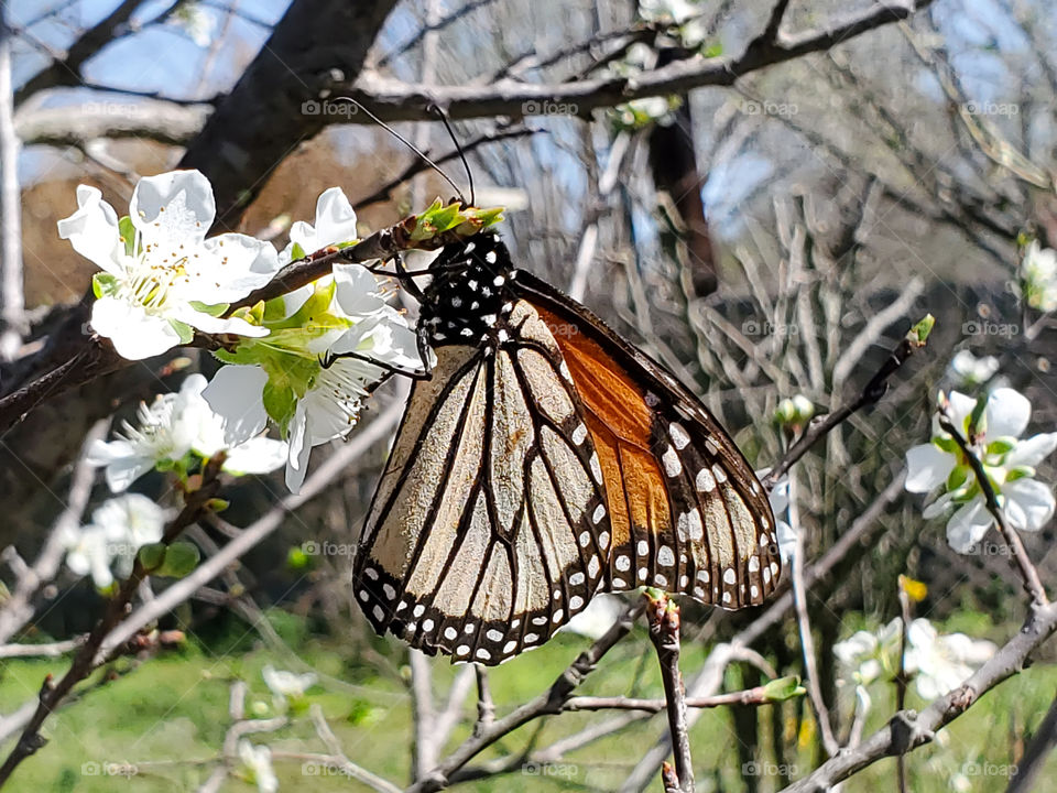 A monarch butterfly feeding on nectar of white fruit tree flowers in the Spring.