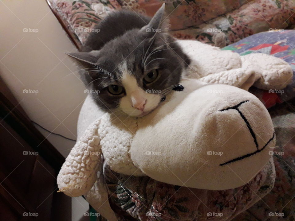 cat on a comfortable pillow