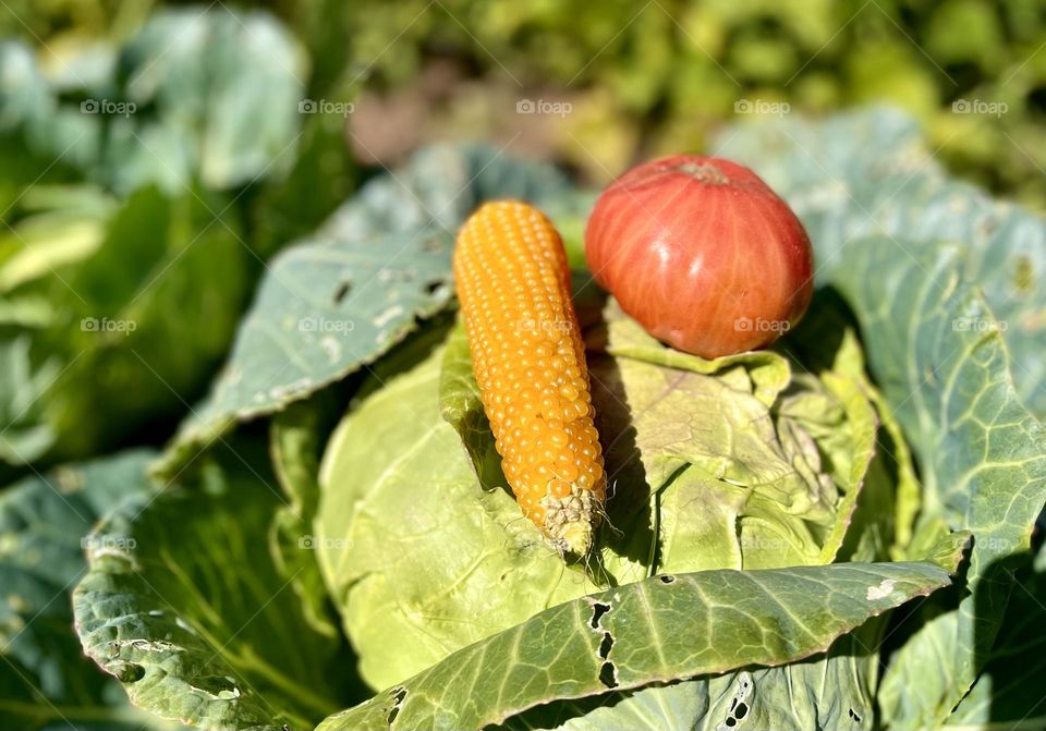 Corn and tomato on the cabbage 
