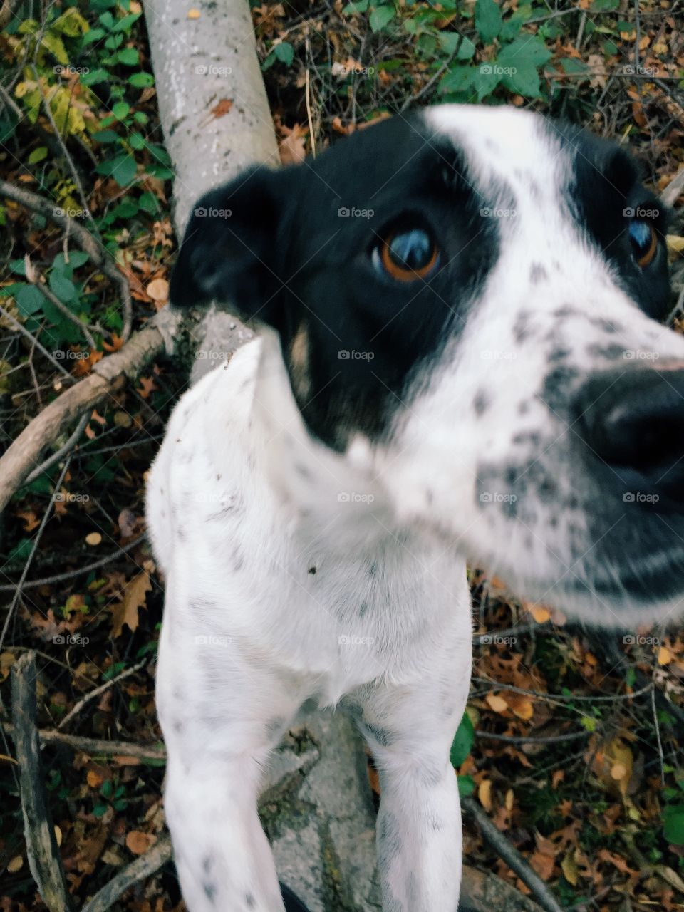 Close-up dog in woods