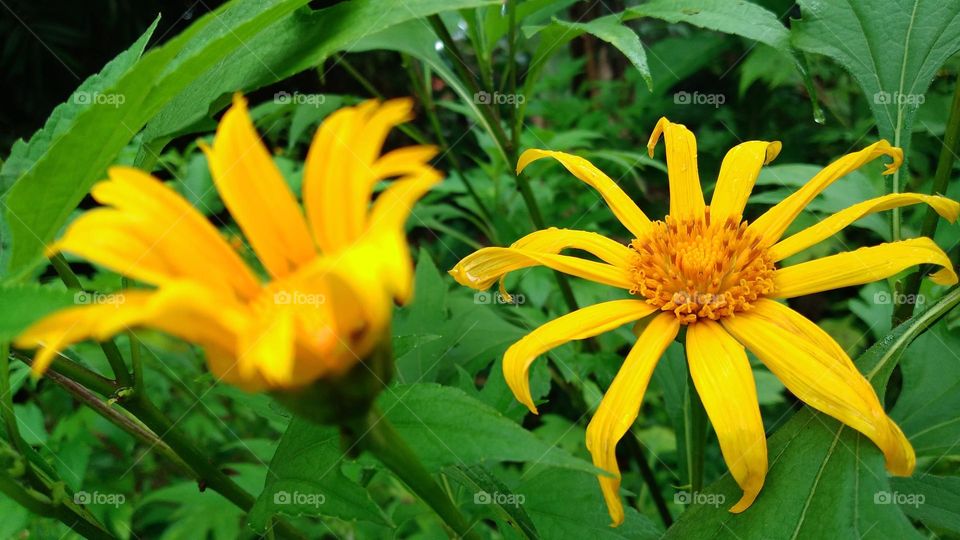Tithonia diversifolia is a type of plant shaped like a sunflower with yellow petals and orange flower core