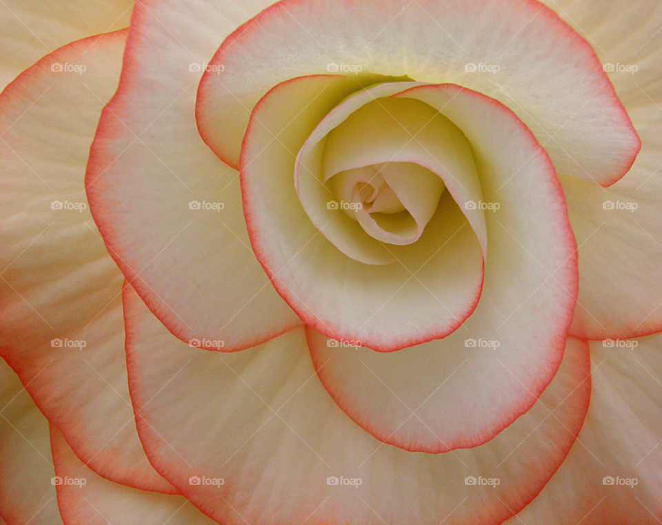pink flower cream rose by jetandbarney