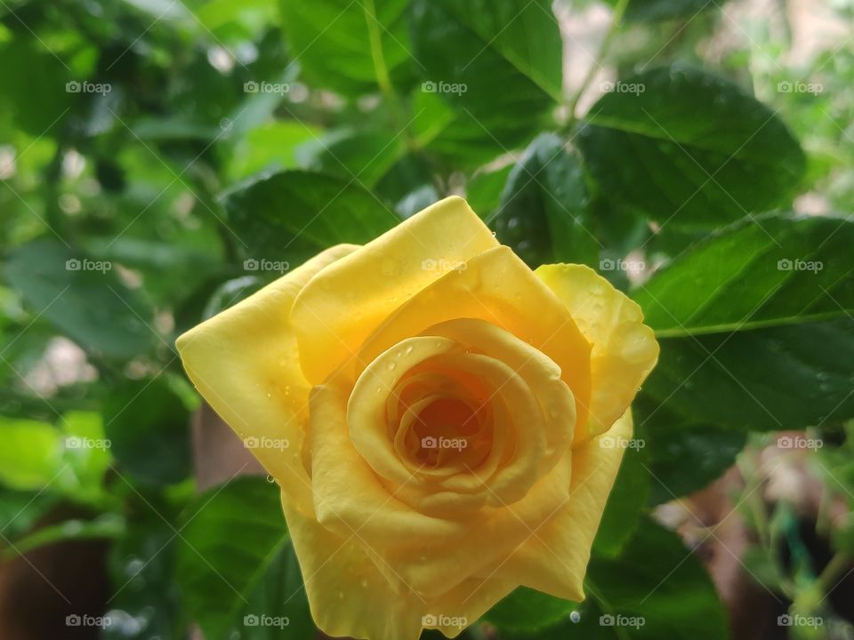 a image of rose flower