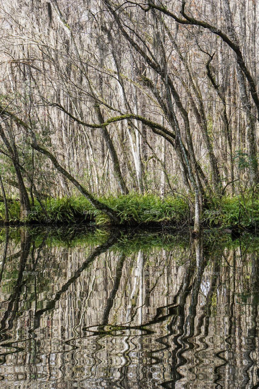 Trees and their reflection on the water