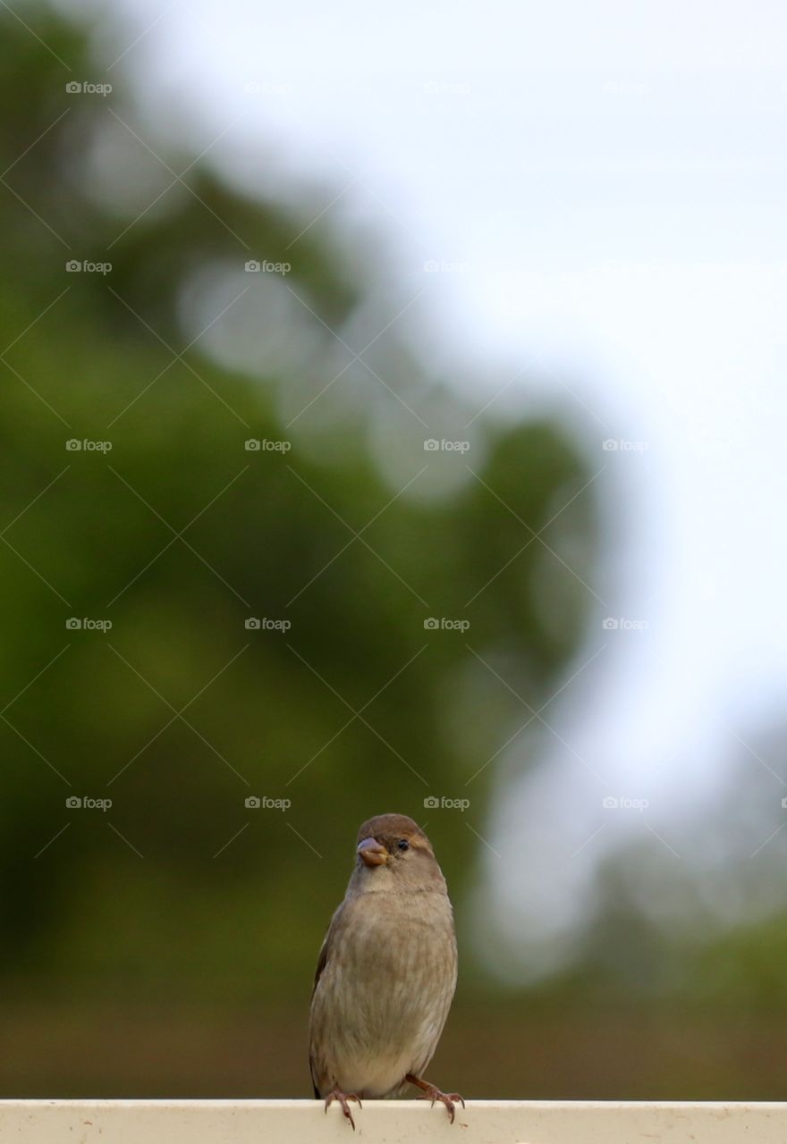 Tiny Sparrow sitting on a fence 