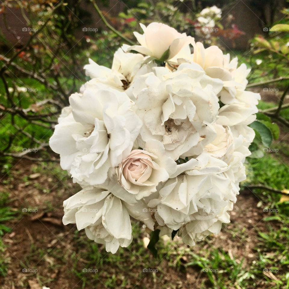 🌹 🇺🇸 Very beautiful flowers to brighten our day.  Live nature and its beauty. Did you like the delicate petals? / 🇧🇷 Flores muito bonitas para alegrar nosso dia. Viva a natureza e sua beleza. Gostaram das pétalas delicadas? 