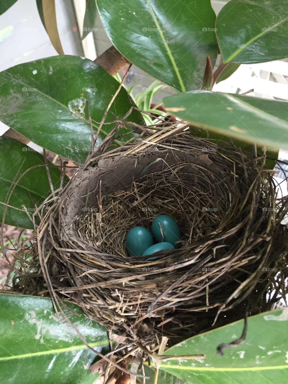 Nest with Robins eggs