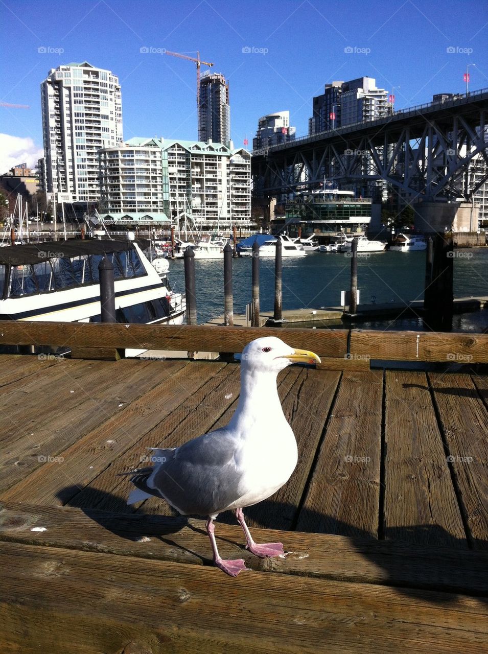 Seagull