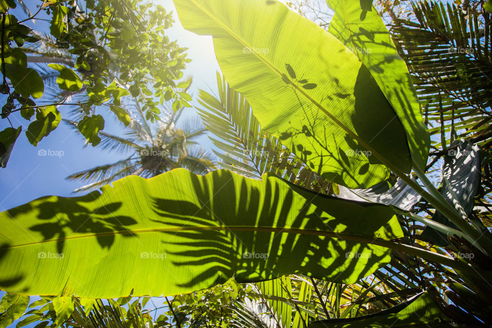 Tropical forest, leaves shadows and silhouettes