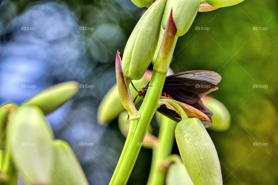 bird flower