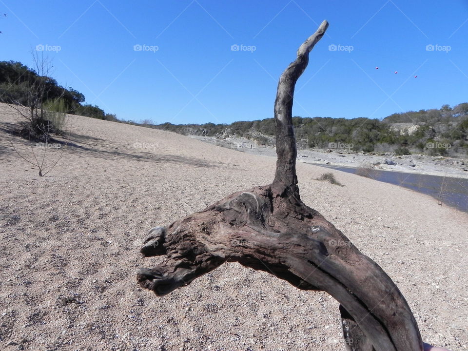 Driftwood,  shaped like a horse's head.  Pedernales river and state park, Texas.
