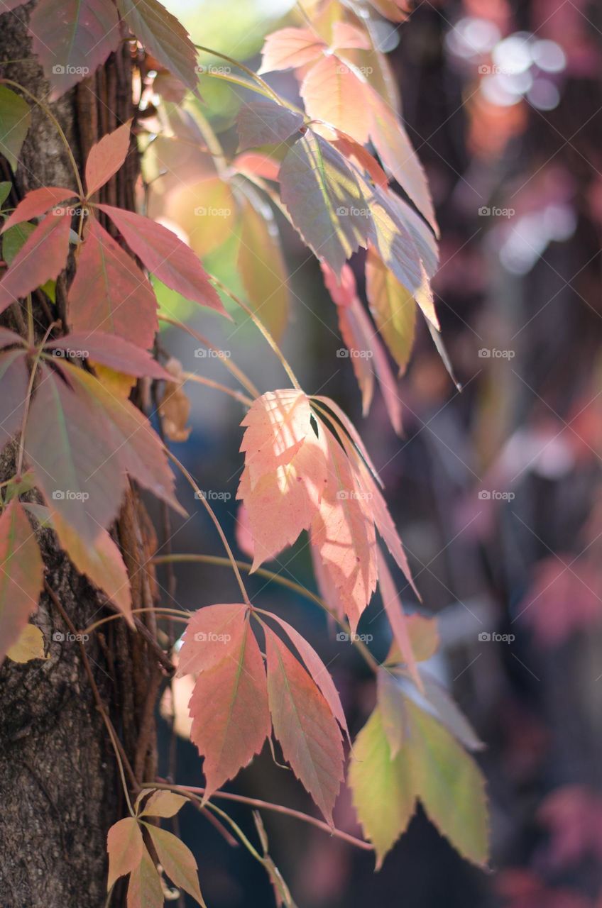 Autumn Leaves