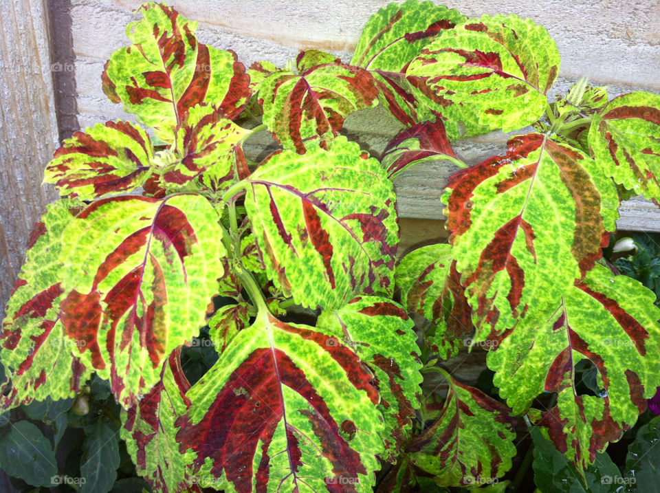red chartreuse coleus varigated by serenitykennedy