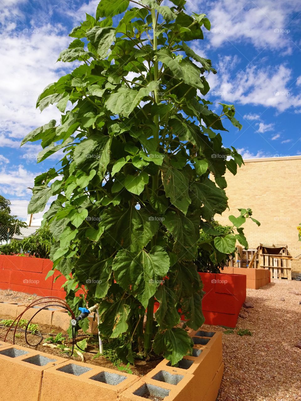 community garden