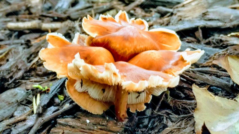 mushroom