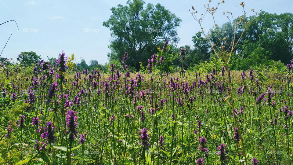 wildflowers in the park of the city of Kiev