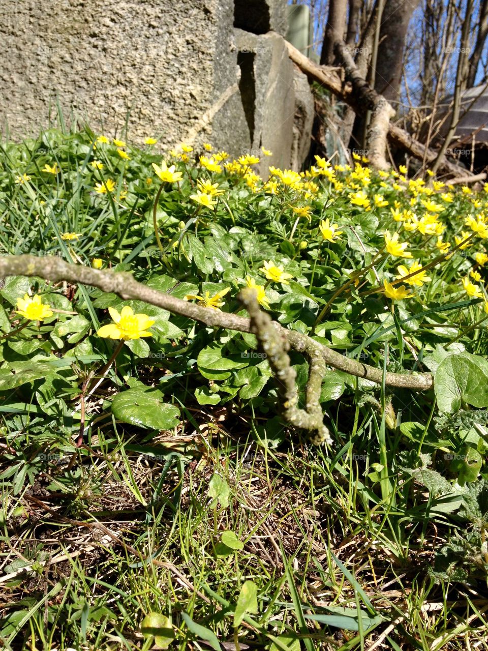 Yellow spring flower