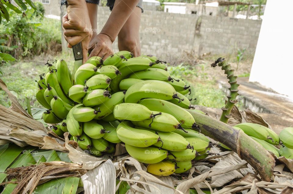 Cutting Up Banana Bunch