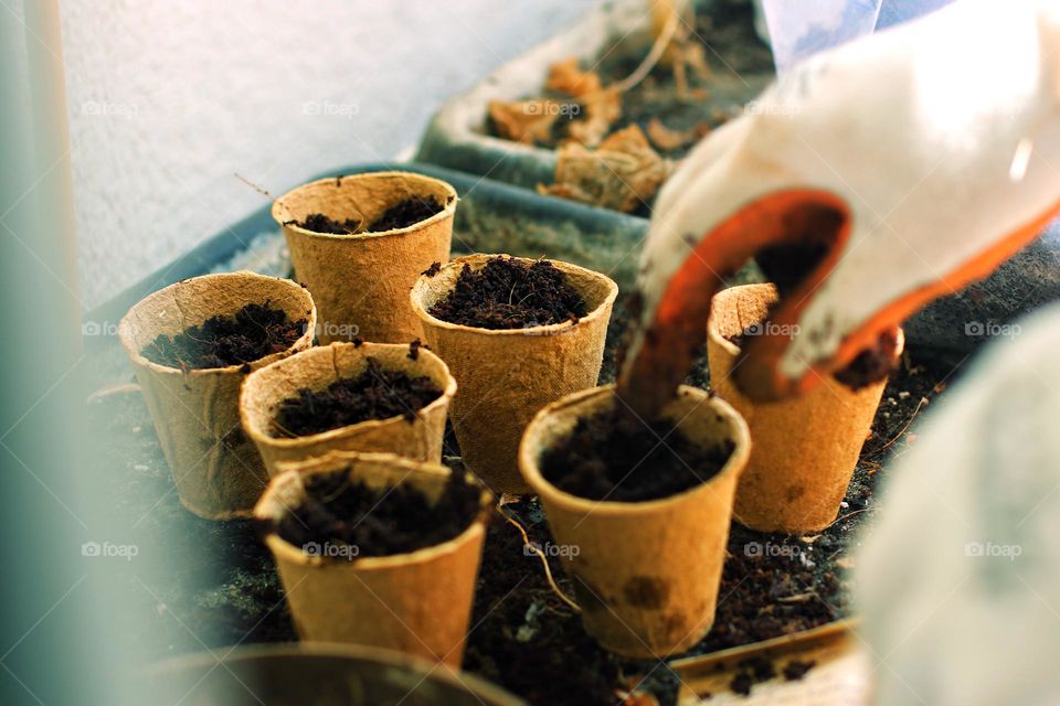 View through the window of a hand with gardening gloves spreading the soil in small plant pots