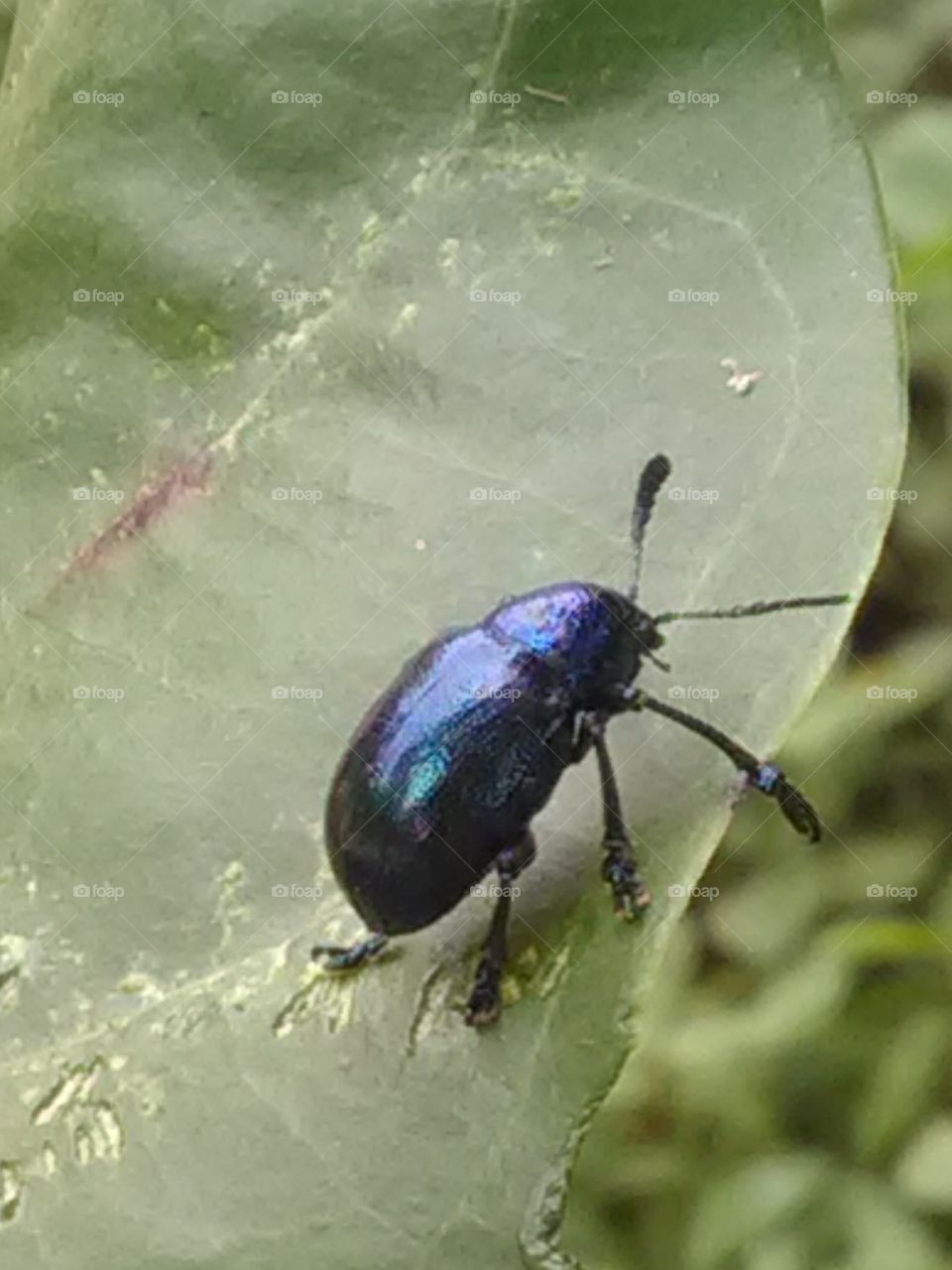 Beautiful insect but they are eating cow's potty.