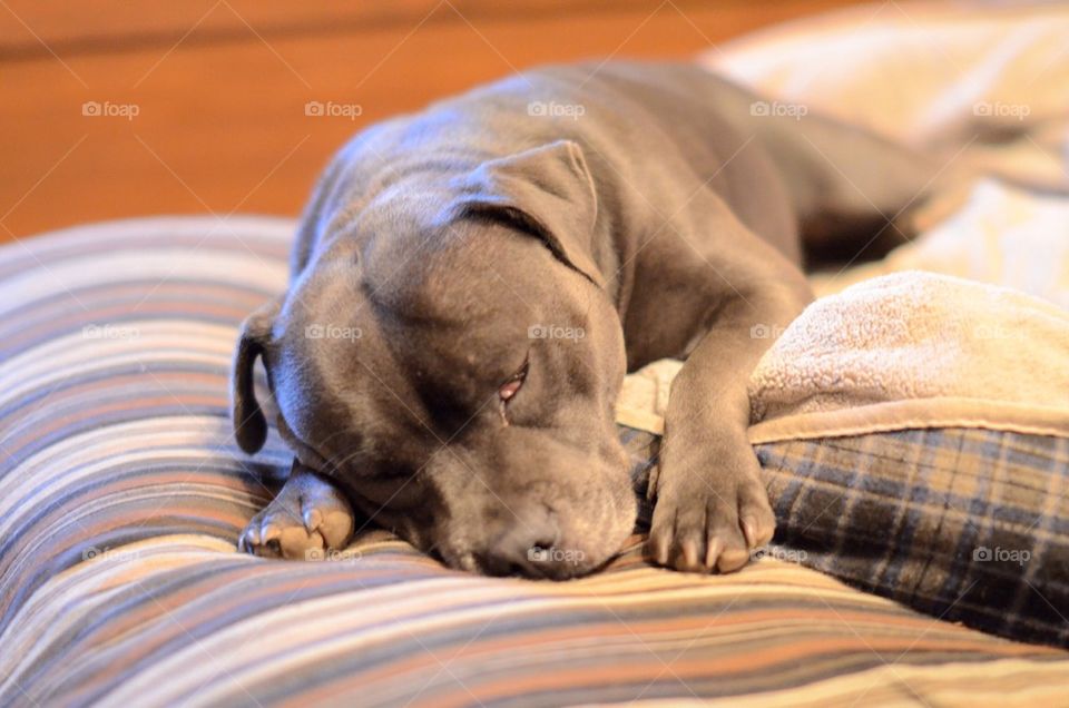 Staffy Sleep