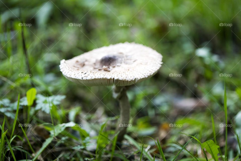 Winter wild mushroom in close up background nature therapy amazing wildlife beautiful life