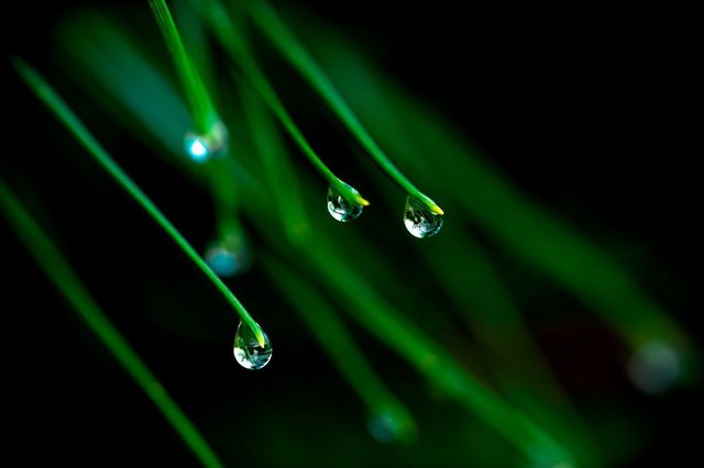 Needle Drops