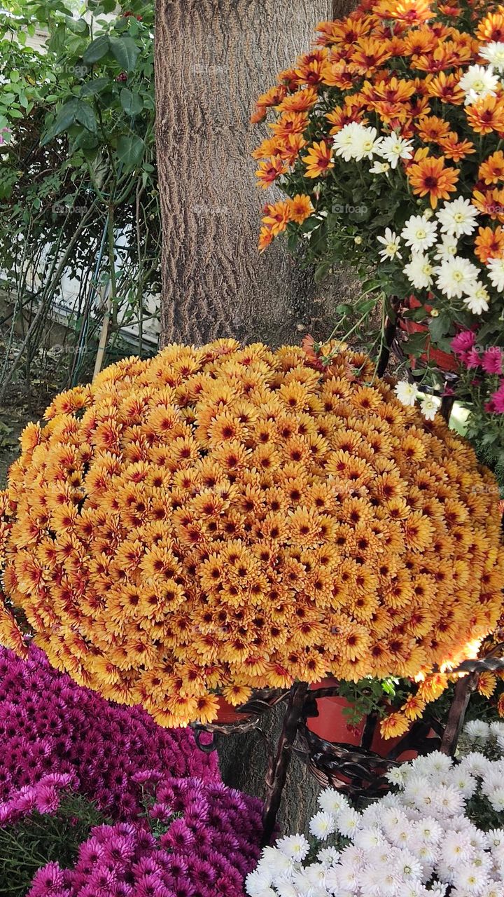 bouquets of chrysanthemums