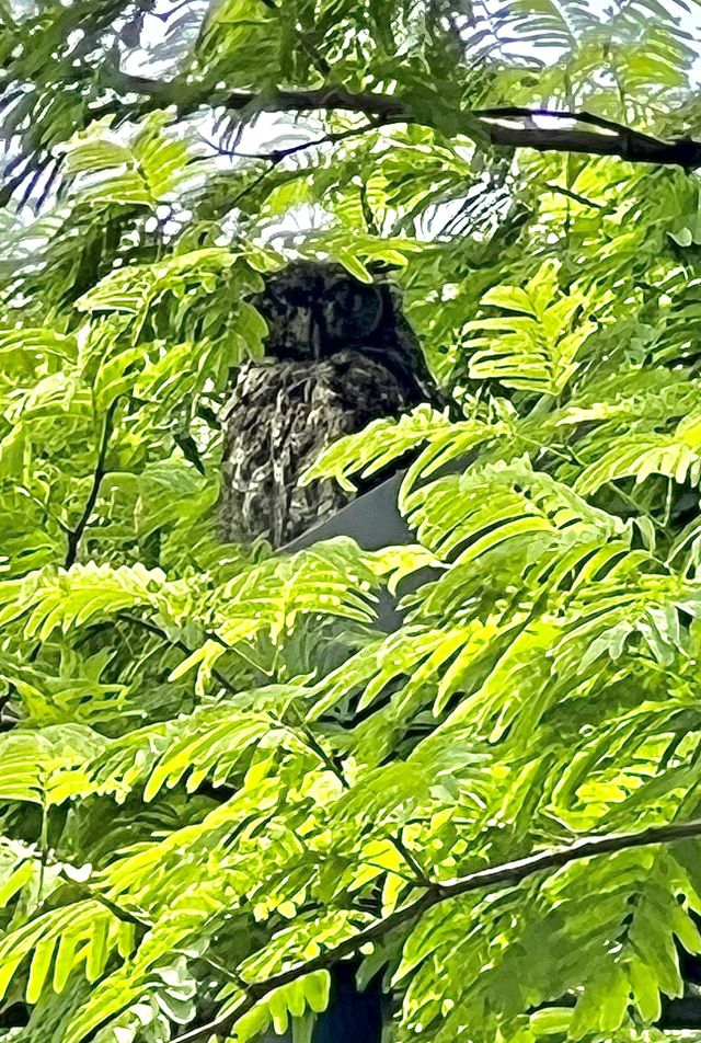 Whooo’s That!