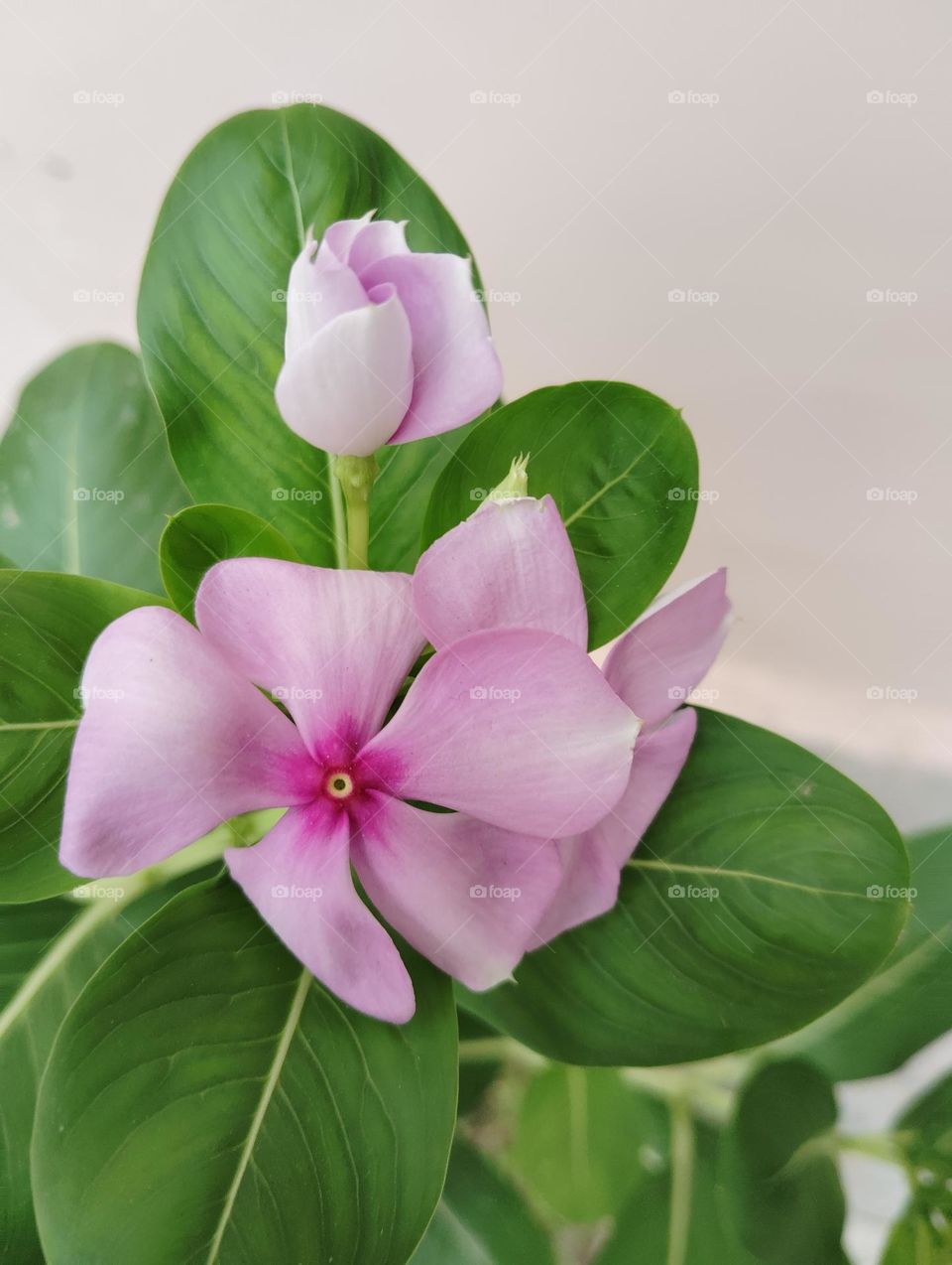 periwinkle pink flower seasonal fresh shurb small size looks very beautiful generally found everywhere