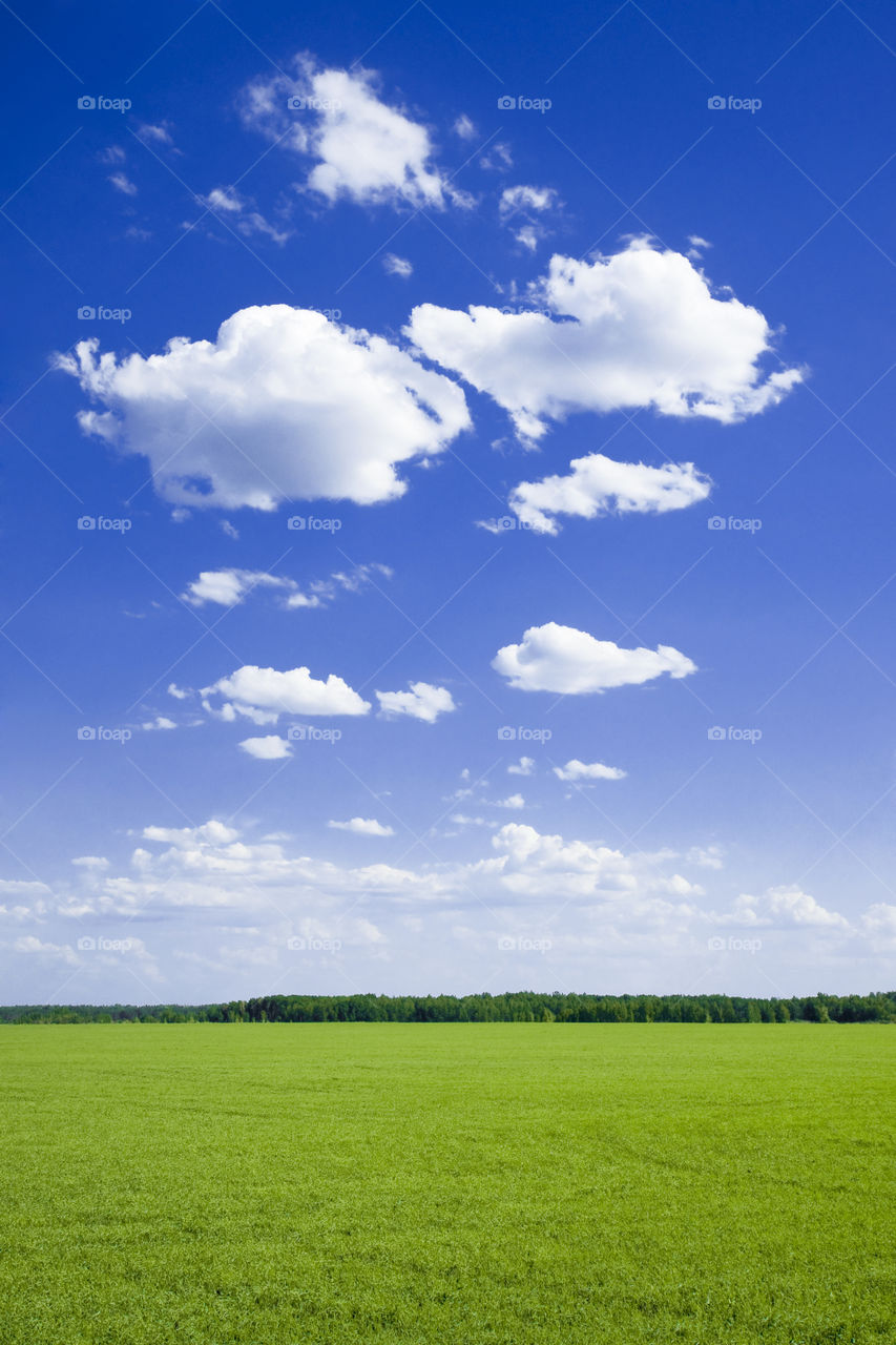 Green field and the blue sky