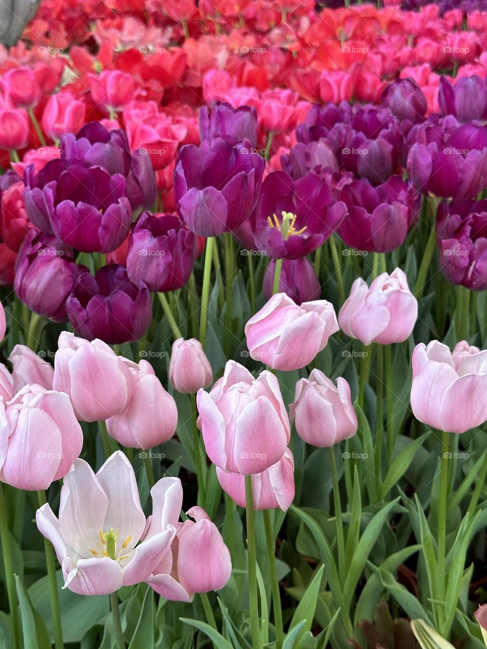 Mobile series: plants -- tulips