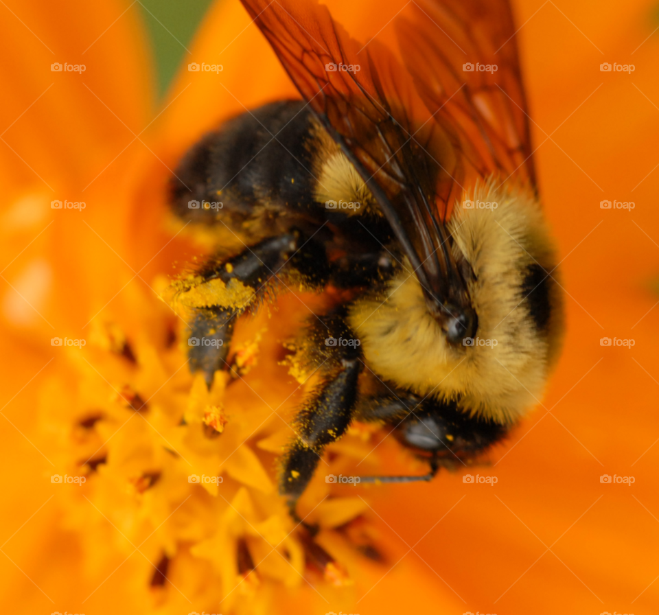 pollen flower insect bee by lightanddrawing