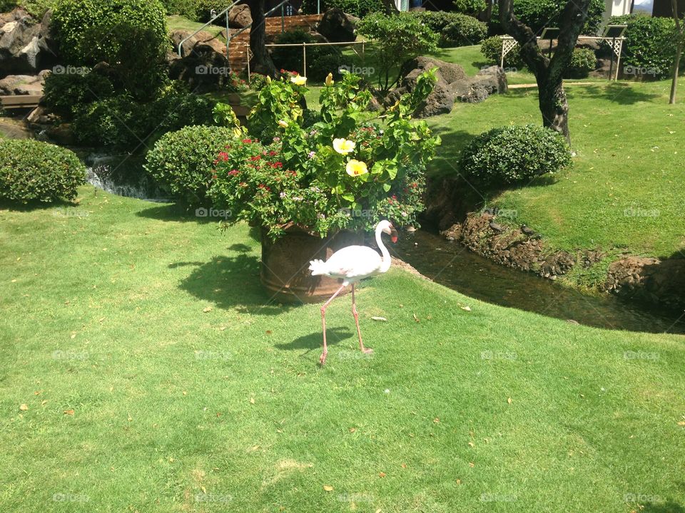 Maui Flamingo 