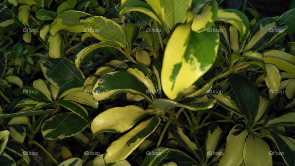 tanaman pot yang berdaun dua warna hijau dan kuning