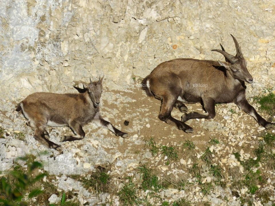 Steinböcke