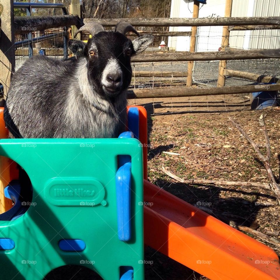 Goat on slide