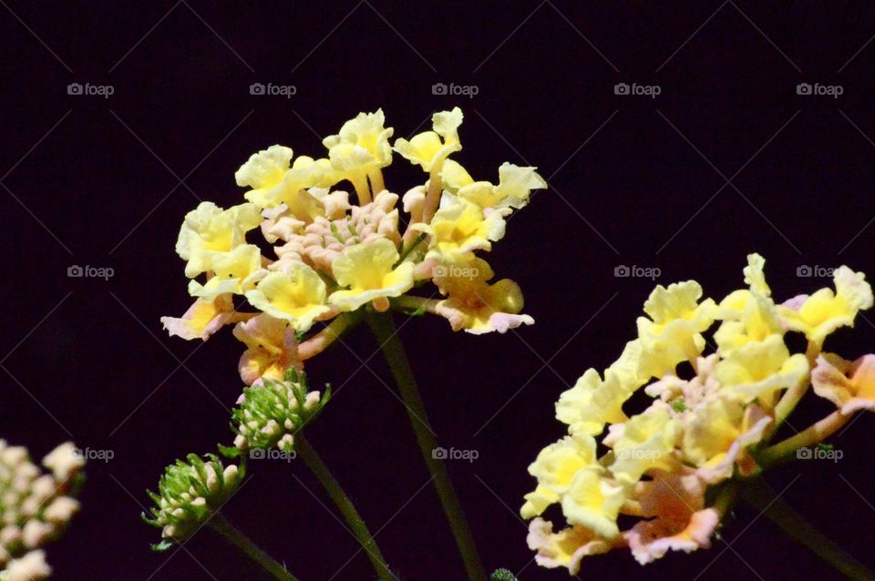 Yellow Lantana