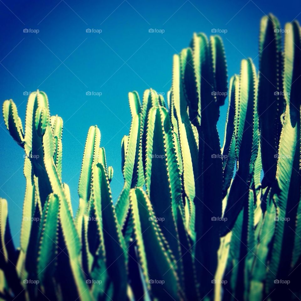 Cactus