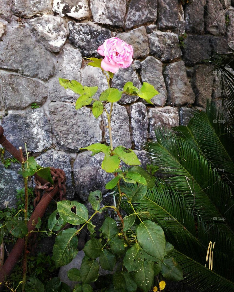 Pink rose