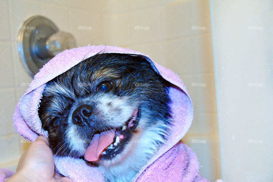 Cute Pekingese dog just had a refreshing bath with towel over head