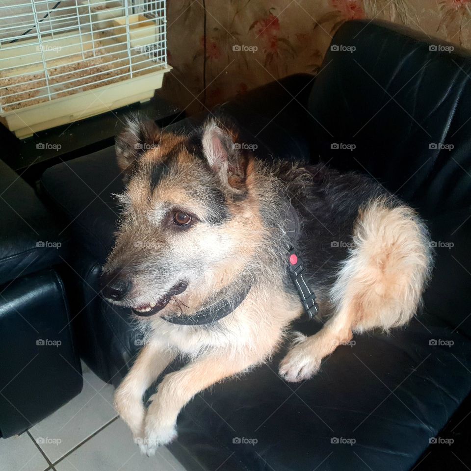 The dog is on the couch