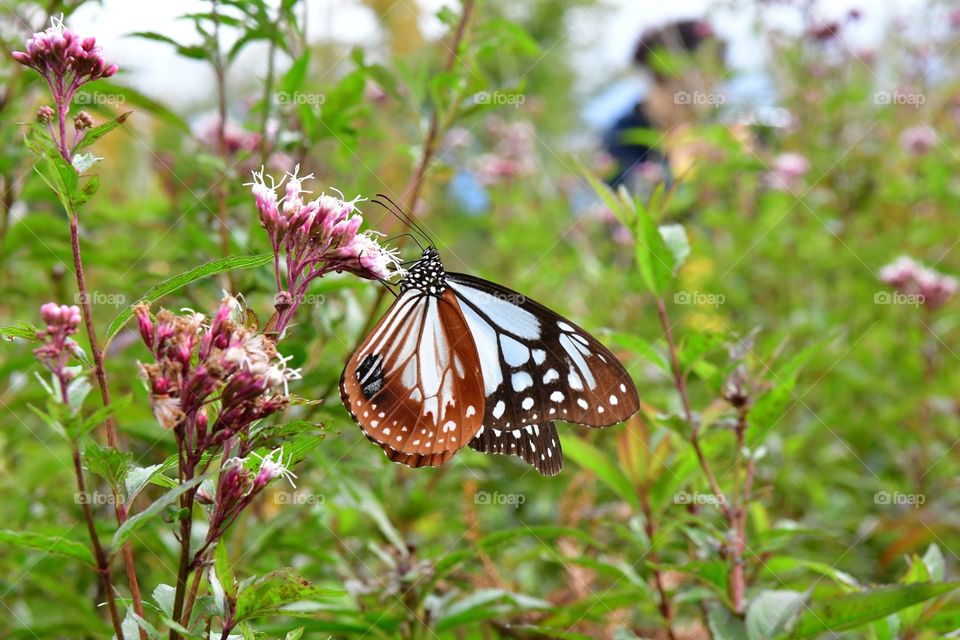 Butterfly, Nature, Flower, Insect, Summer